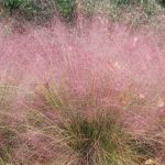 Muhlenbergia Capillaris: une herbe muhly rose parfaite