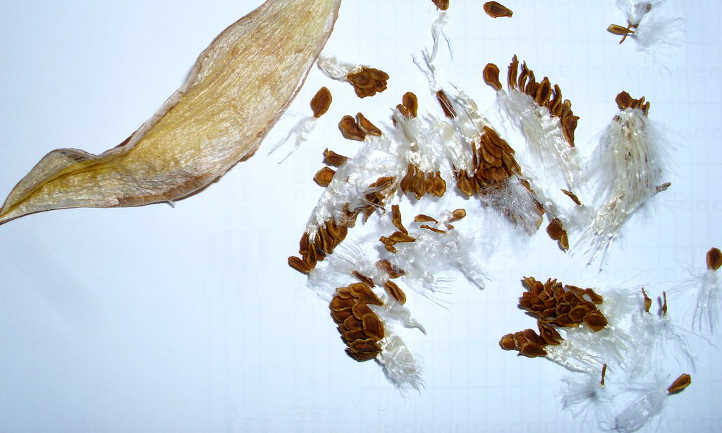 Graines et gousse d'Orbea variegata