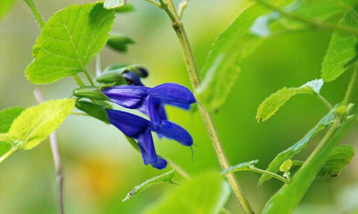 Fleur de salvia noire et bleue