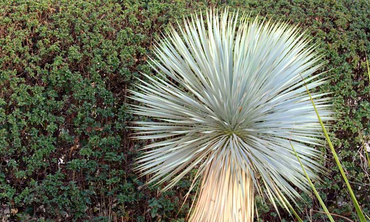 Yucca rostrata devient énorme