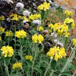 Phlomis Fruticosa Care: Cultiver la sauge de Jérusalem