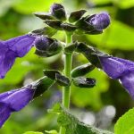 Salvia Guaranitica 'Black and Blue' Guide d'entretien