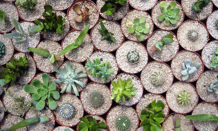 Plantes de cactus en pots