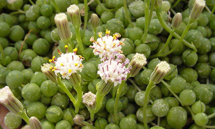 Senecio rowleyanus fleurs
