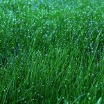 7 meilleurs types d'engrais à pelouse: un guide d'achat