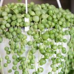 Chaîne de perles: des tiges succulentes que vous adorerez