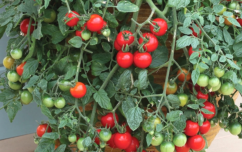 Tomate-Tumbling-Tom-Red-Thompson-Morgan-veg-croissant-conseils