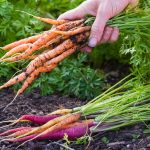 Jardins parfaits: conseils pour cultiver des légumes