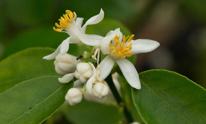 Citrus aurantifolia fleur