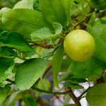 Lime Tree clé: Cultivez votre propre tarte