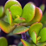 Taille de plante de jade pour un grand jardinage épique à croissance succulente