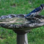 10 meilleurs modèles de bain d'oiseaux pour votre jardin