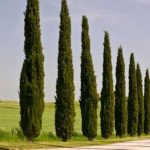 12 arbres à colonnes à cultiver