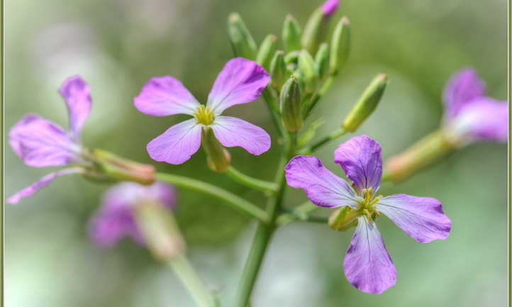 Fleurs de fusée dames violettes