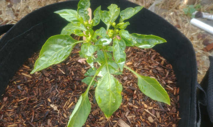 Jeune plant de poivron