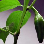 Cultiver des jalapenos: comment obtenir une chaleur douce