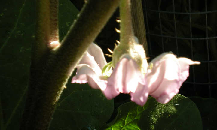 Fleur d'aubergine