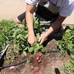 Spuds spectaculaires: Comment faire pousser des pommes de terre