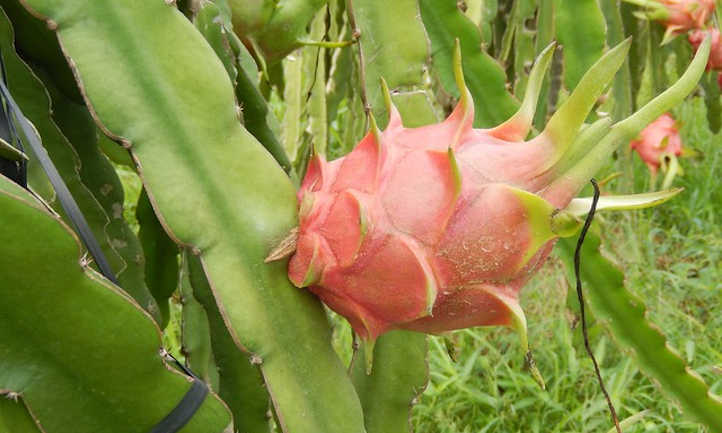 Fruit du dragon sur plante