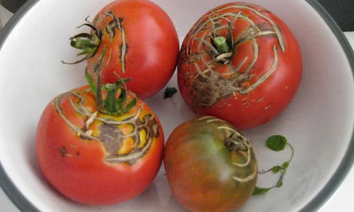 Fissures concentriques dans les tomates anciennes