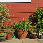 20 herbes méditerranéennes à pousser dans votre jardin