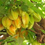 Star Fruit Tree: Cultiver des fruits tropicaux uniques