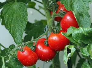La culture des tomates au jardin