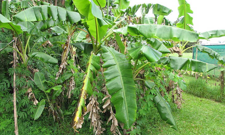 Glace aux feuilles de bananier