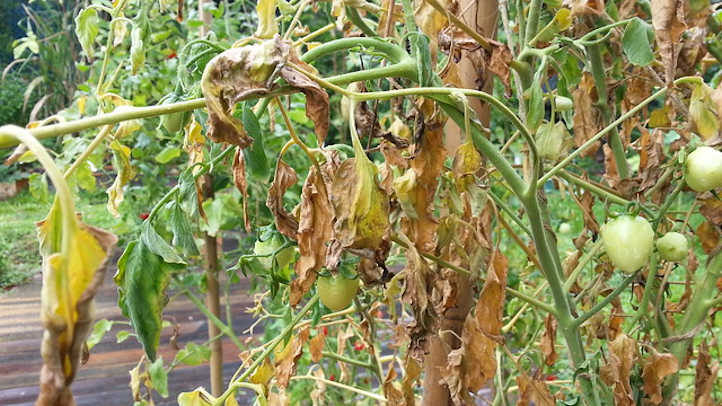 Symptômes de pourriture des racines chez la tomate