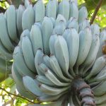 Blue Java Banana: La banane de la crème glacée