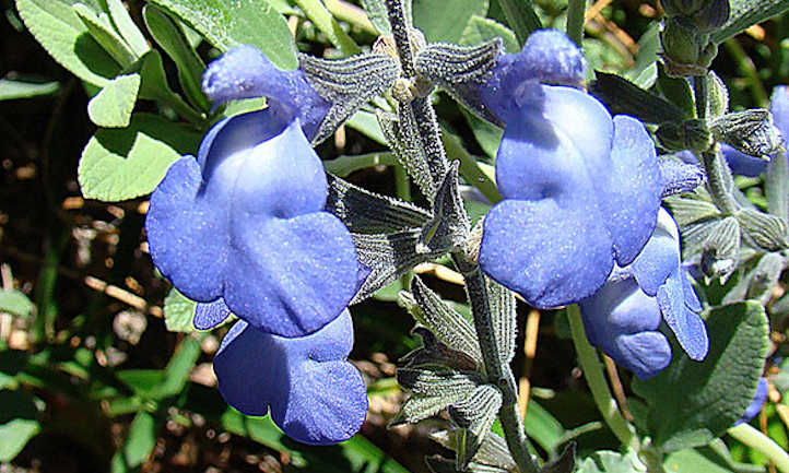 Fleurs de Salvia chamaedryoides