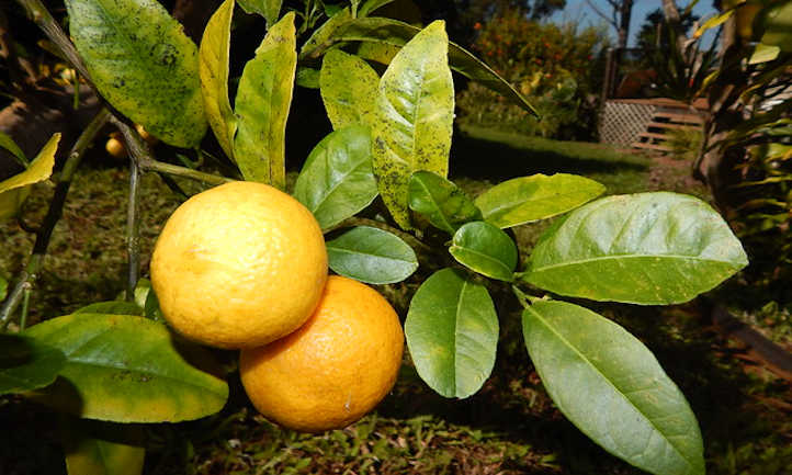 Citron vert de Rangpur