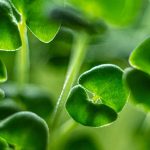Comment faire pousser des microgreens de chia rapidement et facilement