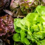 Cultivez des salades fraîches à l’intérieur tout l’hiver