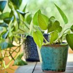 Plantes d’intérieur faciles pour votre maison