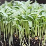 Comment faire pousser des microgreens à la coriandre rapidement et facilement