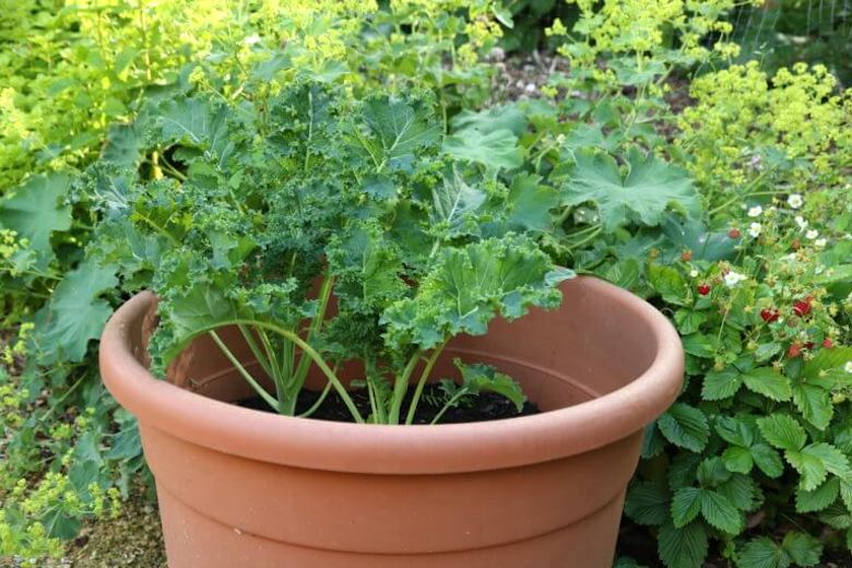 Kale poussant dans un pot