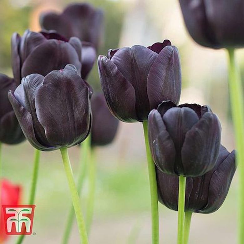 Tulipe 'Black Satin' de T&M