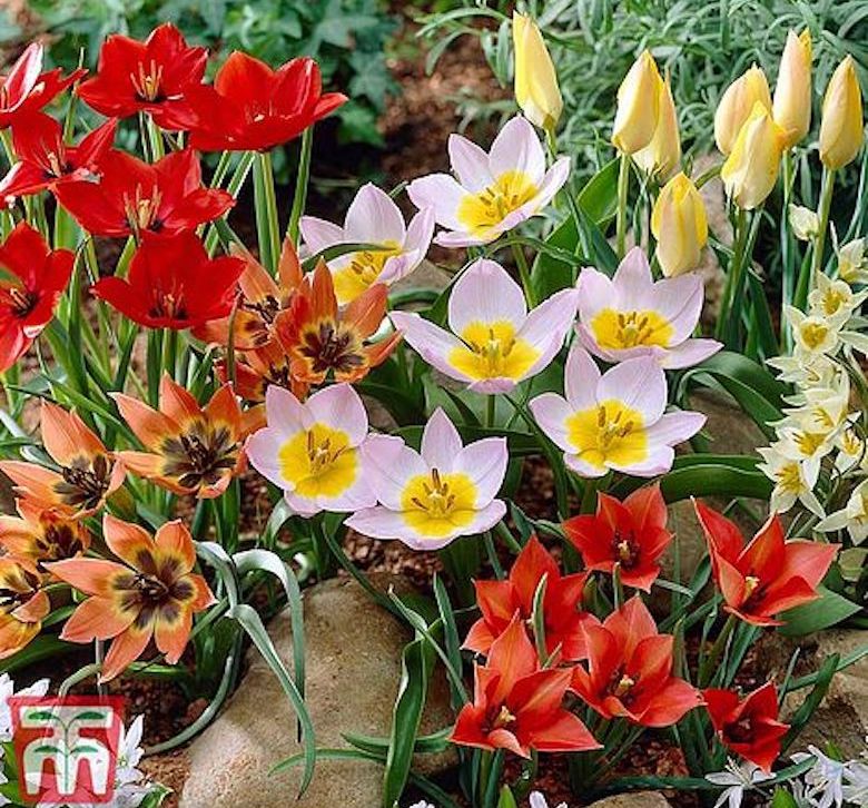 Mélange pour couvre-sol Tulip de T&M