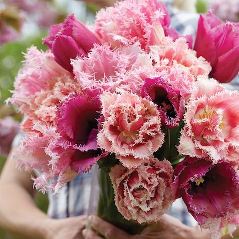 Tulipe 'Florist's Treat Mixed' de T&M