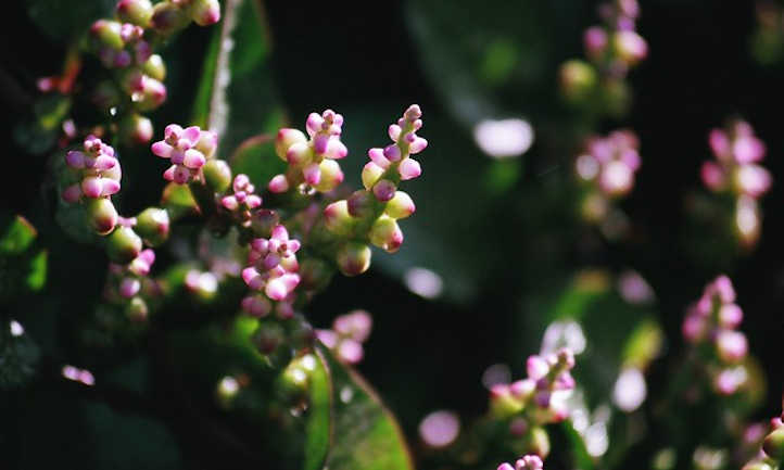 Fleurs d'épinards Malabar