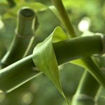 Comment faire pousser du bambou chanceux
