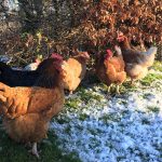 Garder les poulets heureux dans la neige