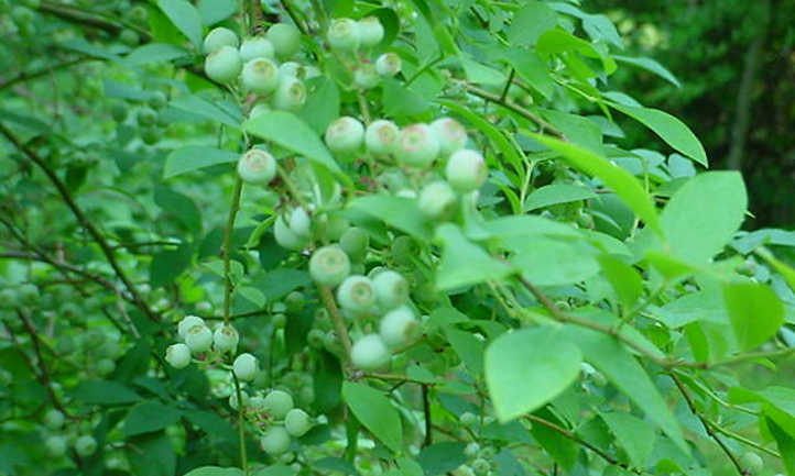 Feuillage et fruits de bleuet vert