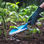 Comment fertiliser votre potager