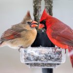 Les meilleurs aliments pour oiseaux d’hiver