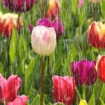 Prévisions météo printanières 2021: des averses printanières pour apporter des fleurs