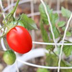 Une tomate est-elle un fruit ou un légume?  Plus 10 bouts de tomates