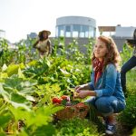 Jardins communautaires: quelles sont les choses à faire et à ne pas faire?