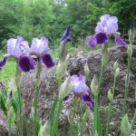 Phénologie dans le jardin: la plantation par les signes de la nature